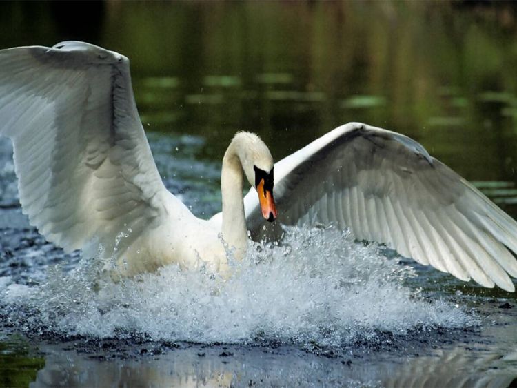 Produktbild: CALVENDO Puzzle Mute Swan. Frankreich | 1000 Teile Lege-Gr&ouml;&szlig;e 64x48cm Foto-Puzzle f&uuml;r gl&uuml;ckliche Stunden