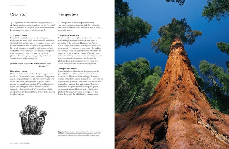 Produktbild: Collins Botanical Bible