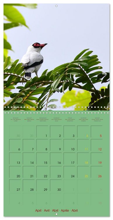 Produktbild: Douze oiseaux de la capitale du Costa Rica (Calendrier mural carr&eacute; 2026 30x30 cm) Calendrier double avec une page pour vos prises de notes