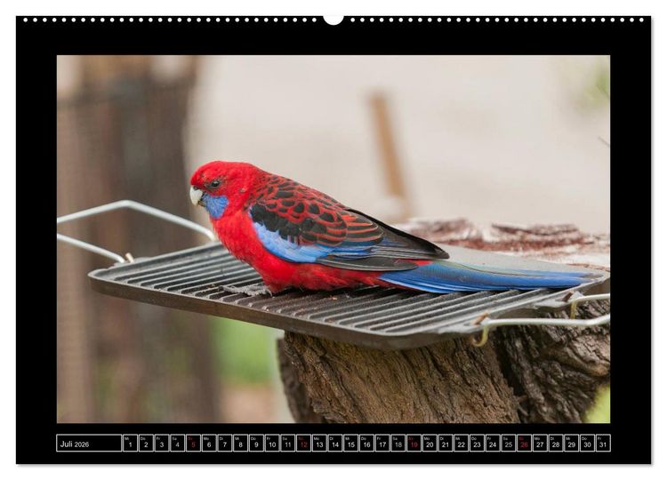 Produktbild: V&ouml;gel von "Down Under" Australien (hochwertiger Premium Wandkalender 2026 DIN A2 quer), Kunstdruck in Hochglanz