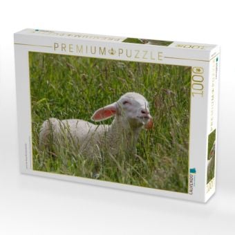 Produktbild: CALVENDO Puzzle Lamm der Rasse Merinolandschafe | 1000 Teile Lege-Gr&ouml;&szlig;e 64x48cm Foto-Puzzle f&uuml;r gl&uuml;ckliche Stunden