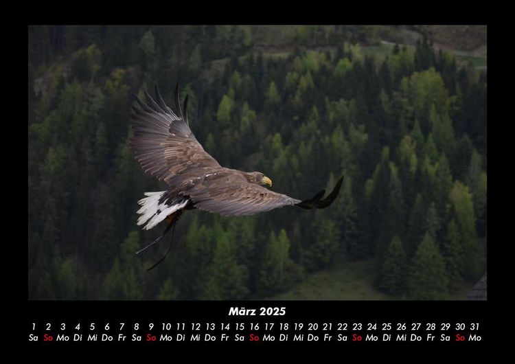Produktbild: Adler 2025 Fotokalender DIN A3