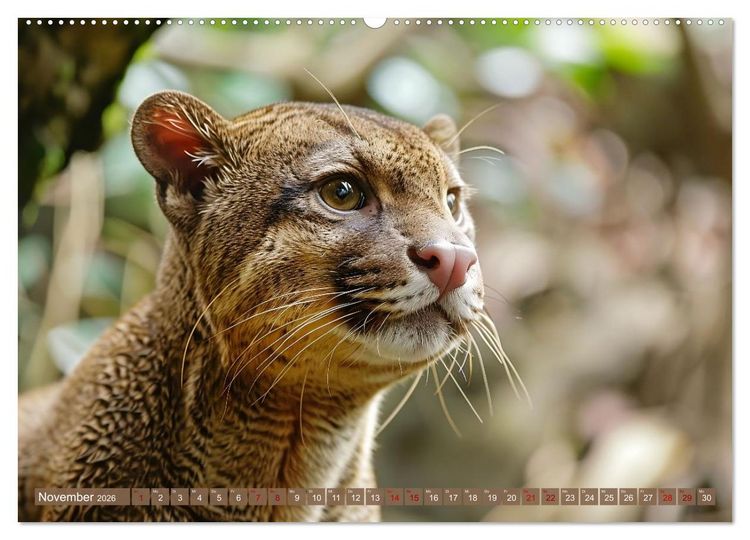 Produktbild: Wenn die wilden Katzen leise durch ihr Revier streifen (hochwertiger Premium Wandkalender 2026 DIN A2 quer), Kunstdruck in Hochglanz