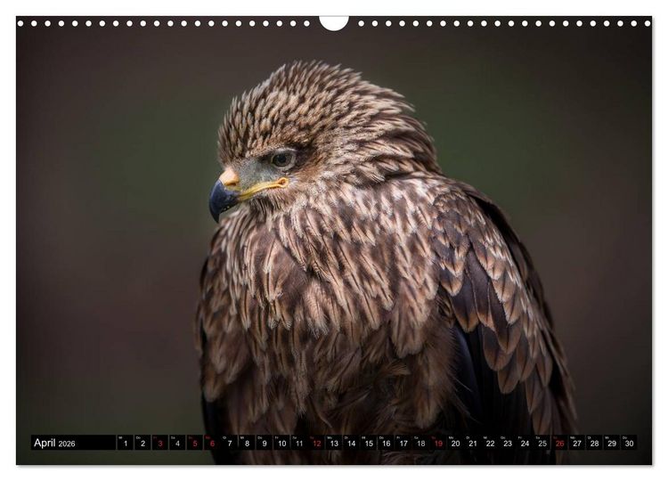 Produktbild: Greifv&ouml;gel und Eulen (Wandkalender 2026 DIN A3 quer), CALVENDO Monatskalender