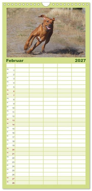 Produktbild: Familienplaner 2027 - Rhodesian Ridgeback - Jung, wild, zuckers&uuml;&szlig; mit 5 Spalten (Wandkalender, 21 x 45 cm) CALVENDO