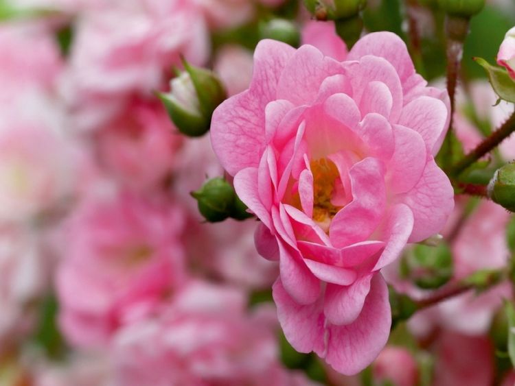 Produktbild: CALVENDO Puzzle Rose - K&ouml;nigin der Blumen | 1000 Teile Lege-Gr&ouml;&szlig;e 64x48cm Foto-Puzzle f&uuml;r gl&uuml;ckliche Stunden