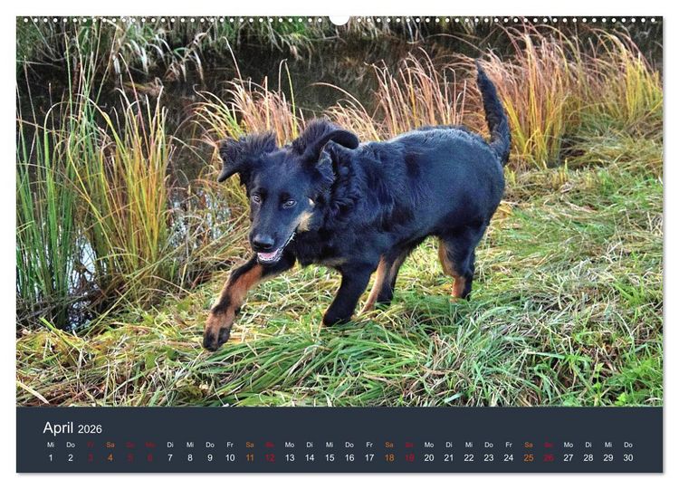 Produktbild: Ein Hovawart, ein Wachhund (hochwertiger Premium Wandkalender 2026 DIN A2 quer), Kunstdruck in Hochglanz