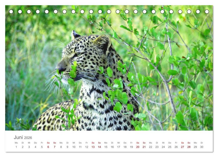 Produktbild: Safari / Afrika (Tischkalender 2026 DIN A5 quer), CALVENDO Monatskalender