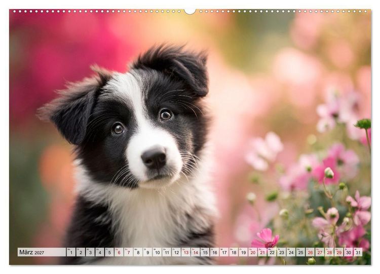 Produktbild: Border Collie - Magische Augenblicke (hochwertiger Premium Wandkalender 2027 DIN A2 quer), Kunstdruck in Hochglanz