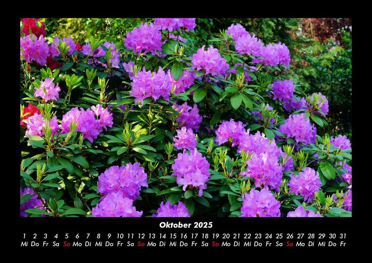 Produktbild: Blumenzauber 2025 Fotokalender DIN A3