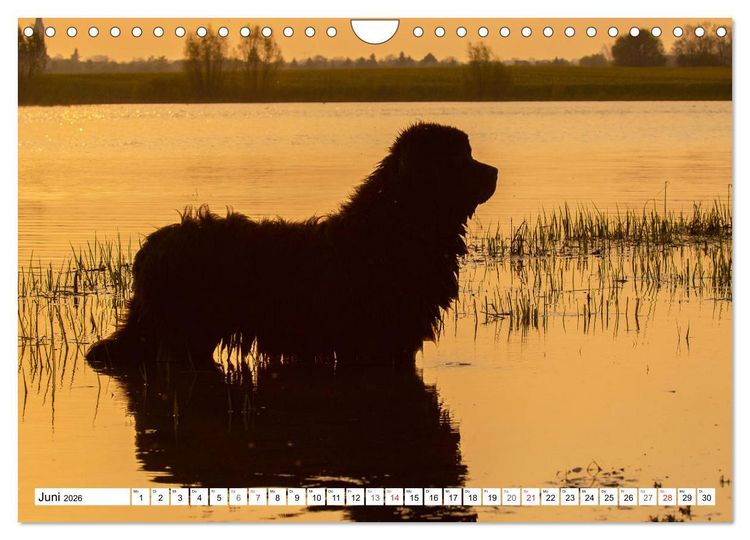 Produktbild: Neufundl&auml;nder - Ein b&auml;renstarker Freund (Wandkalender 2026 DIN A4 quer), CALVENDO Monatskalender