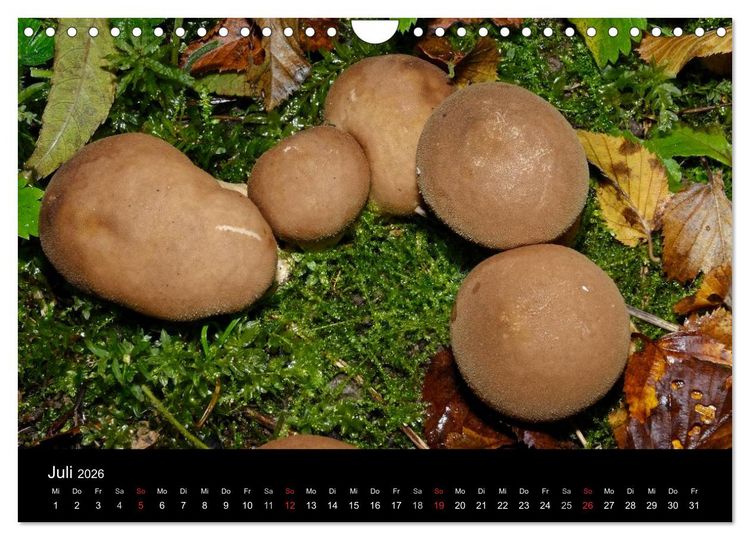 Produktbild: Pilze, Pilze (Wandkalender 2026 DIN A4 quer), CALVENDO Monatskalender