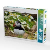 Produktbild: CALVENDO Puzzle Papageitaucher am Latrabjarg | 1000 Teile Lege-Gr&ouml;&szlig;e 64x48cm Foto-Puzzle f&uuml;r gl&uuml;ckliche Stunden