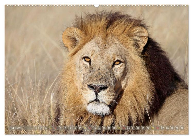 Produktbild: L&ouml;wen und Leoparden - Begegnungen in Afrika (Wandkalender 2026 DIN A2 quer), CALVENDO Monatskalender