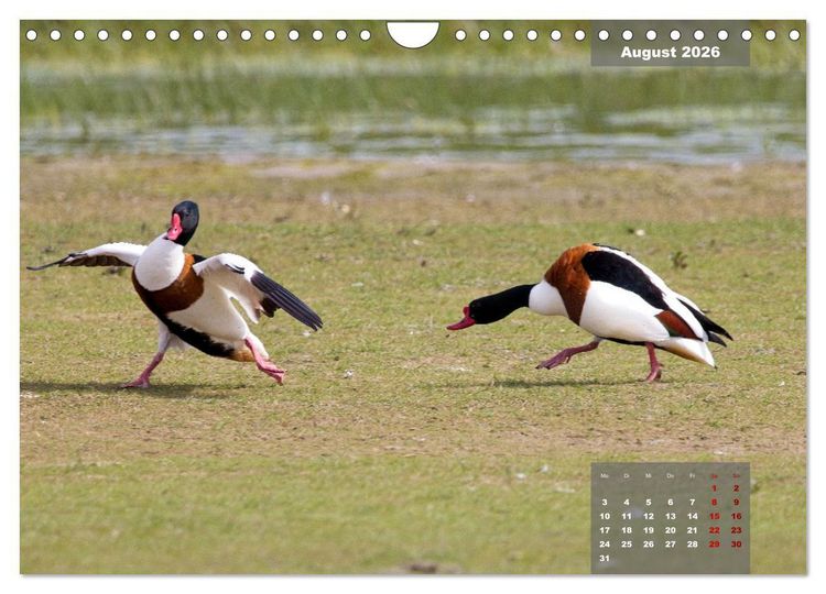 Produktbild: Naturparadies Nordstrand und Beltringharder Koog (Wandkalender 2026 DIN A4 quer), CALVENDO Monatskalender