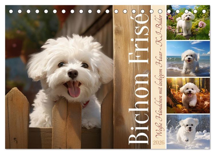 Produktbild: Bichon fris&eacute;, wei&szlig;e H&uuml;ndchen mit lockigem Haar (Tischkalender 2026 DIN A5 quer), CALVENDO Monatskalender