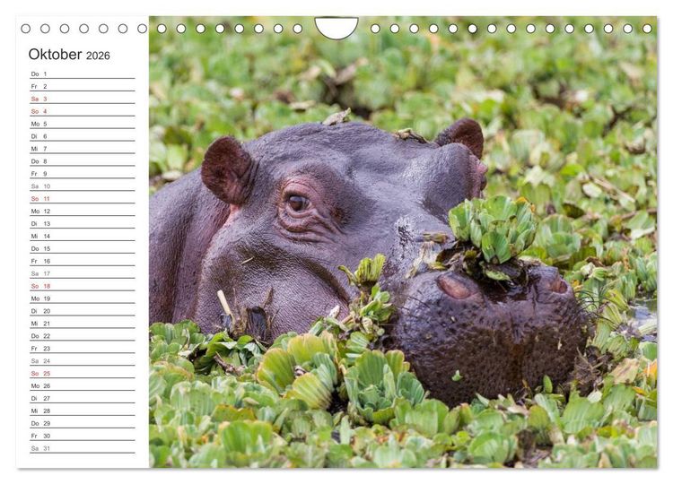 Produktbild: Emotionale Momente: Nilpferde hautnah (Wandkalender 2026 DIN A4 quer), CALVENDO Monatskalender