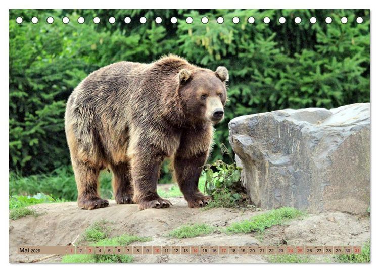 Produktbild: B&auml;ren - Der Eisb&auml;r und der Kamtschatka-Braunb&auml;r (Tischkalender 2026 DIN A5 quer), CALVENDO Monatskalender