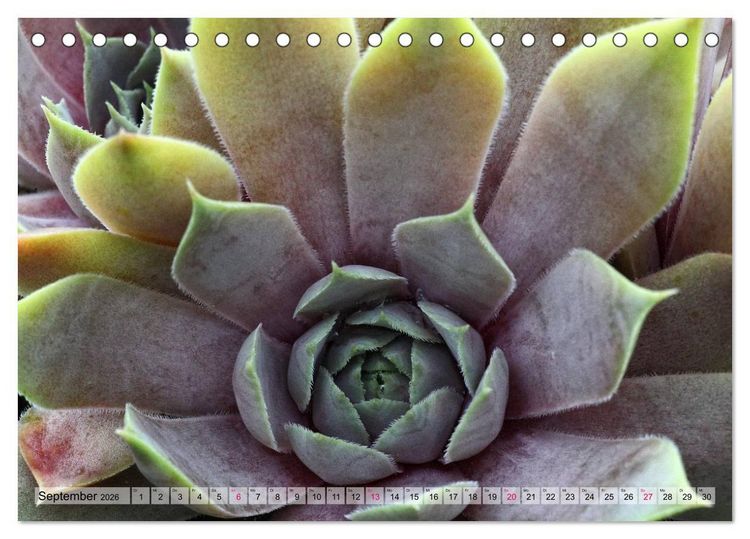 Produktbild: Sempervivum - Hauswurz (Tischkalender 2026 DIN A5 quer), CALVENDO Monatskalender