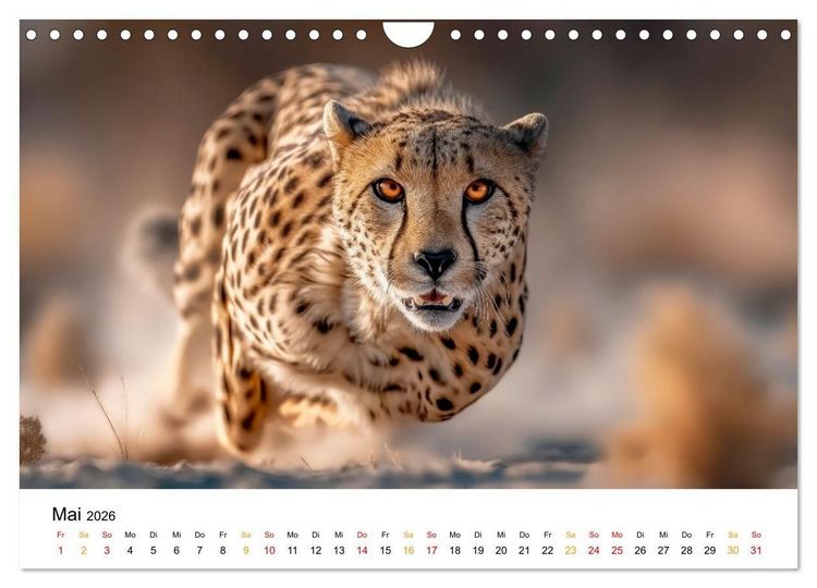 Produktbild: Geparden - Eleganz auf vier Pfoten (Wandkalender 2026 DIN A4 quer), CALVENDO Monatskalender