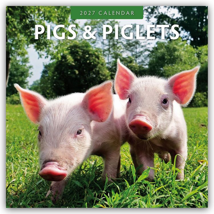 Produktbild: Pigs & Piglets &ndash; Schweine & Ferkel 2027 &ndash; 16-Monatskalender