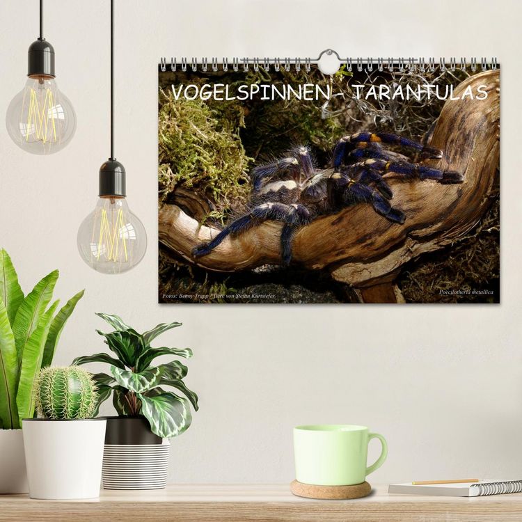 Produktbild: Vogelspinnen - Tarantulas (Wandkalender 2026 DIN A4 quer), CALVENDO Monatskalender
