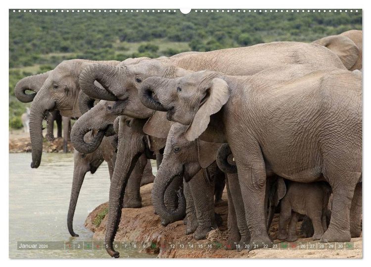 Produktbild: Elefanten in Afrika (hochwertiger Premium Wandkalender 2026 DIN A2 quer), Kunstdruck in Hochglanz