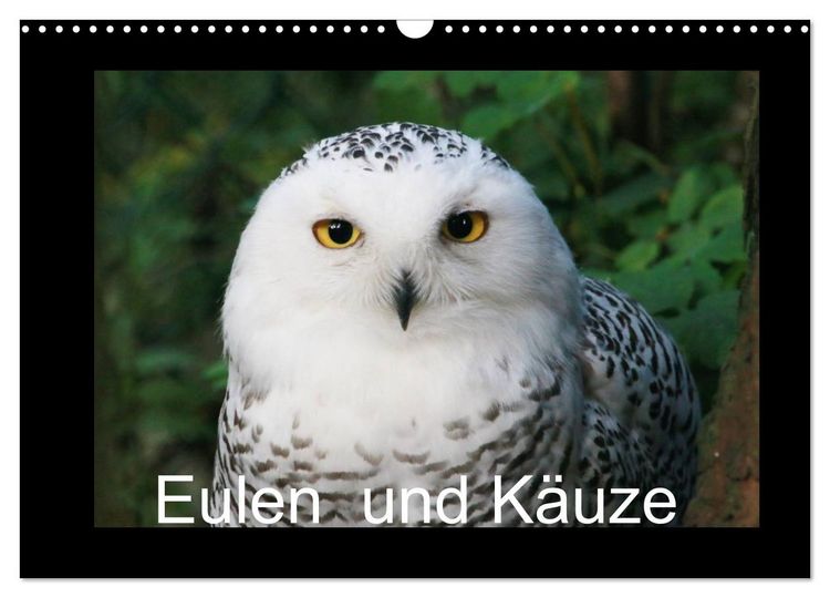 Produktbild: Eulen und K&auml;uze (Wandkalender 2026 DIN A3 quer), CALVENDO Monatskalender