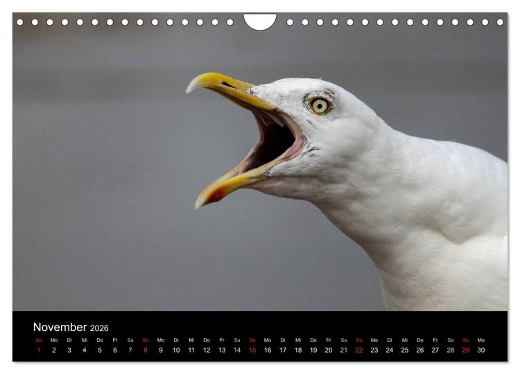 Produktbild: Spontane Fotografie - M&ouml;wen (Wandkalender 2026 DIN A4 quer), CALVENDO Monatskalender