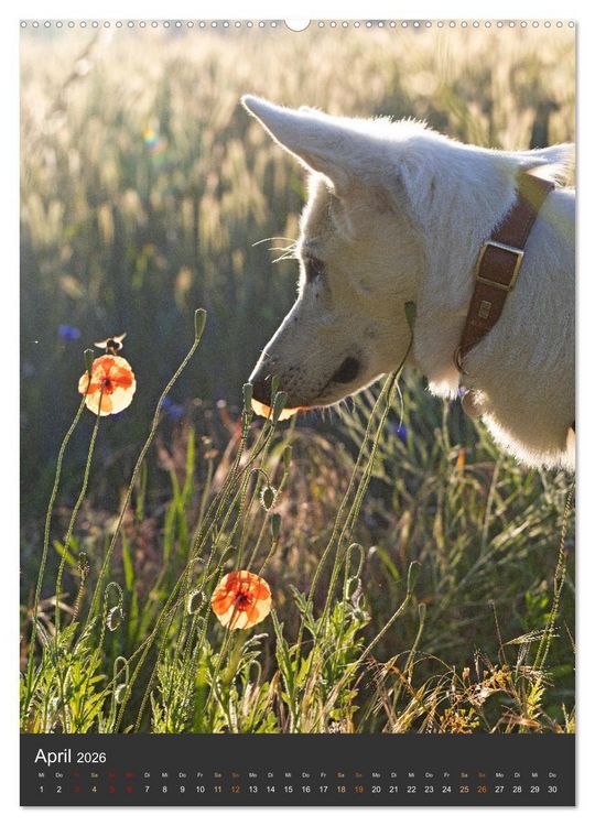 Produktbild: Berger Blanc Suisse - Freunde auf 4 Pfoten (Wandkalender 2026 DIN A2 hoch), CALVENDO Monatskalender