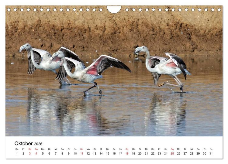 Produktbild: Algarve von Sagres bis Tavira (Wandkalender 2026 DIN A4 quer), CALVENDO Monatskalender