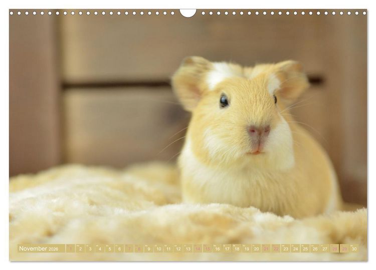 Produktbild: BABY Meerschweinchen Traumhaft s&uuml;&szlig; (Wandkalender 2026 DIN A3 quer), CALVENDO Monatskalender