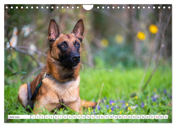 Produktbild: Malinois - belgischer Sch&auml;ferhund (Wandkalender 2026 DIN A4 quer), CALVENDO Monatskalender