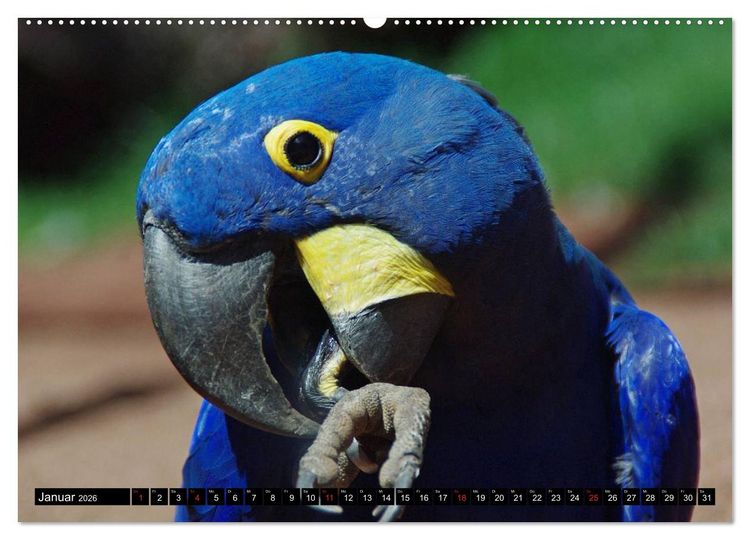 Produktbild: Brasilien. Sonne, Natur und Samba (hochwertiger Premium Wandkalender 2026 DIN A2 quer), Kunstdruck in Hochglanz