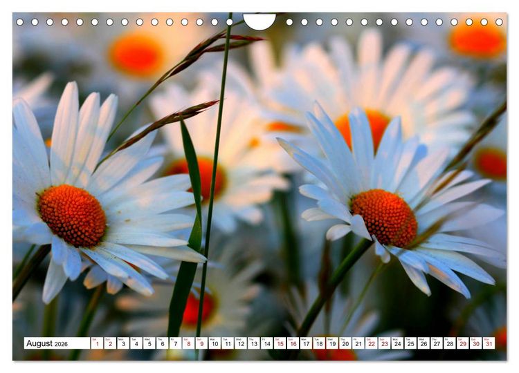 Produktbild: Fascinating colours of flowers (Wall Calendar 2026 DIN A4 landscape), CALVENDO 12 Month Wall Calendar