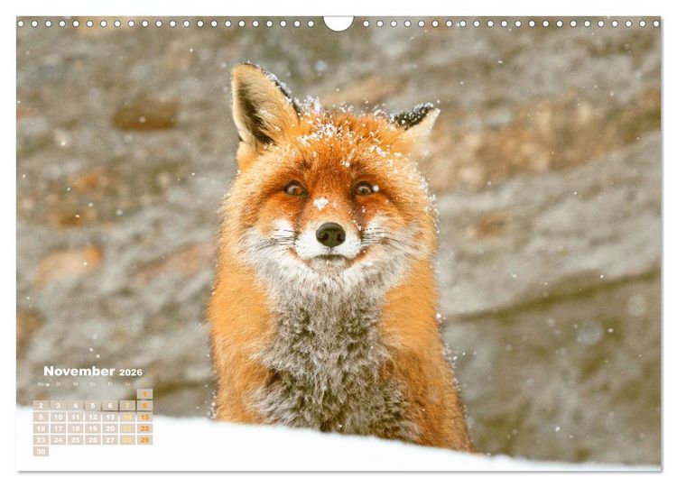 Produktbild: Der Fuchs: Kluger J&auml;ger (Wandkalender 2026 DIN A3 quer), CALVENDO Monatskalender
