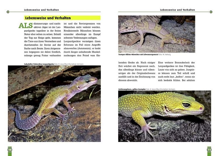 Produktbild: Der Leopardgecko