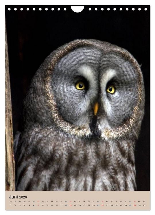 Produktbild: Raubv&ouml;gel - Die J&auml;ger der L&uuml;fte (Wandkalender 2026 DIN A4 hoch), CALVENDO Monatskalender