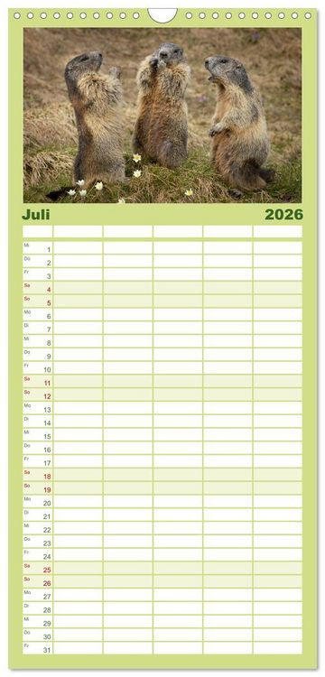 Produktbild: Familienplaner 2026 - Alpenmurmeltiere - Stars vor der Kamera mit 5 Spalten (Wandkalender, 21 x 45 cm) CALVENDO