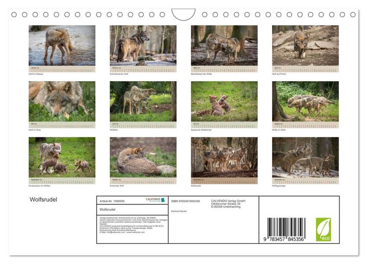 Produktbild: Wolfsrudel (Wandkalender 2026 DIN A4 quer), CALVENDO Monatskalender
