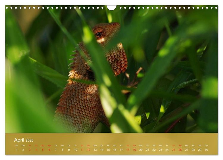 Produktbild: Agamen - Echsen aus der Urzeit (Wandkalender 2026 DIN A3 quer), CALVENDO Monatskalender