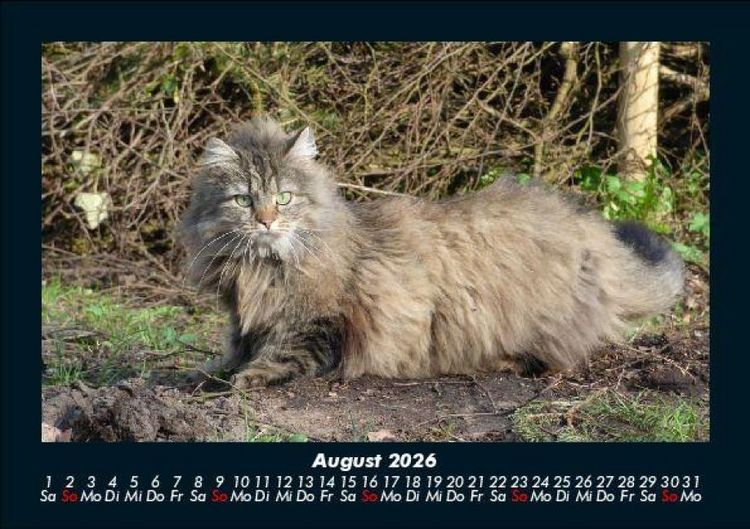 Produktbild: F&uuml;r Katzenfreunde 2026 Fotokalender DIN A5