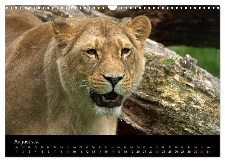 Produktbild: L&ouml;wen (Wandkalender 2026 DIN A3 quer), CALVENDO Monatskalender