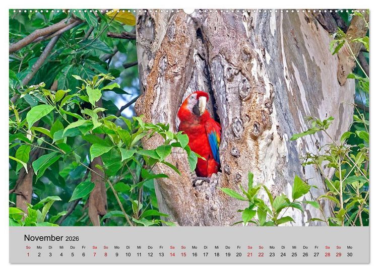 Produktbild: COSTA RICA - Tierische Momente (hochwertiger Premium Wandkalender 2026 DIN A2 quer), Kunstdruck in Hochglanz
