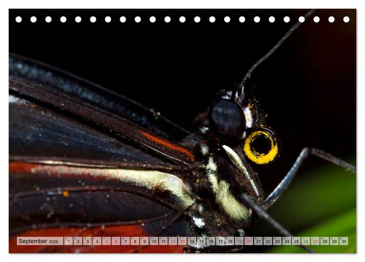 Produktbild: Schmetterlinge - zarte Gesch&ouml;pfe der Natur (Tischkalender 2026 DIN A5 quer), CALVENDO Monatskalender