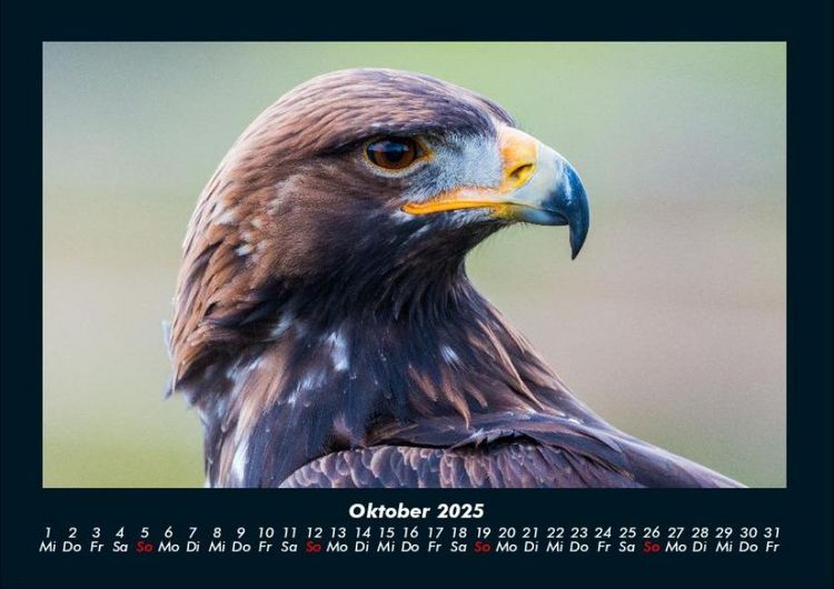 Produktbild: Adler 2025 Fotokalender DIN A4