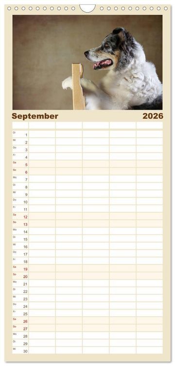 Produktbild: Familienplaner 2026 - Charmante Australian Shepherds mit 5 Spalten (Wandkalender, 21 x 45 cm) CALVENDO