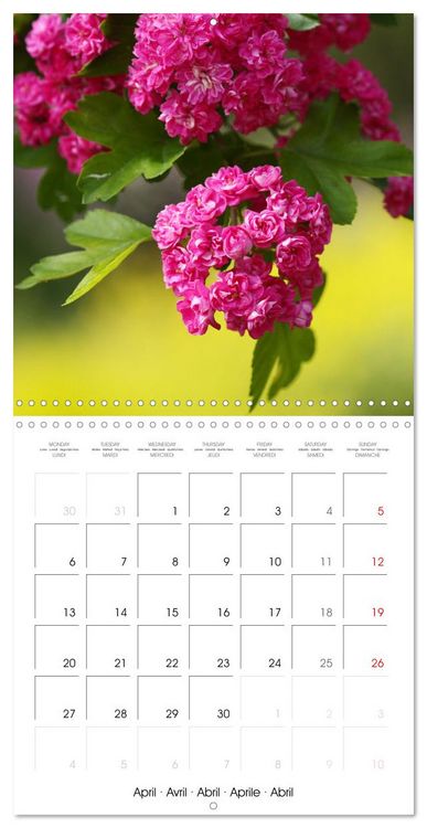 Produktbild: Arbres et arbustes la floraison (Calendrier mural carr&eacute; 2026 30x30 cm) Calendrier double avec une page pour vos prises de notes
