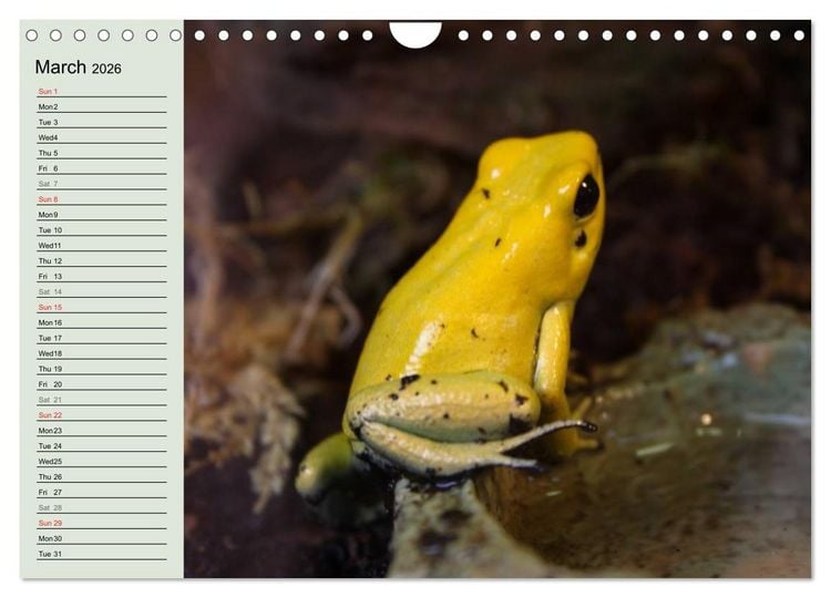 Produktbild: Poison dart frogs / UK-Version / Birthday Calendar (Wall Calendar 2026 DIN A4 landscape), CALVENDO 12 Month Wall Calendar