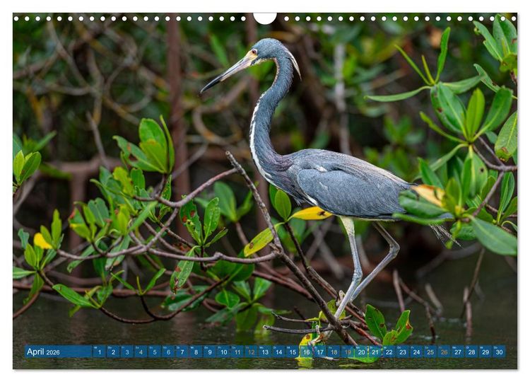 Produktbild: Blaureiher und Dreifarbenreiher (Wandkalender 2026 DIN A3 quer), CALVENDO Monatskalender